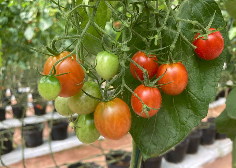 Cultivo de tomate protegido sem solo obtém produtividade superior no Ceará