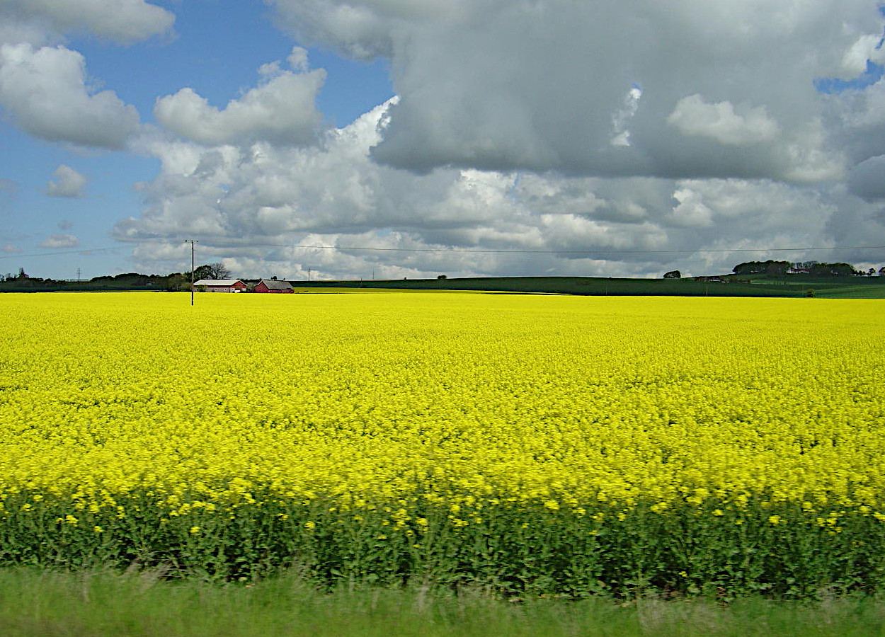 Canola - Foto: Joseani M Antunes