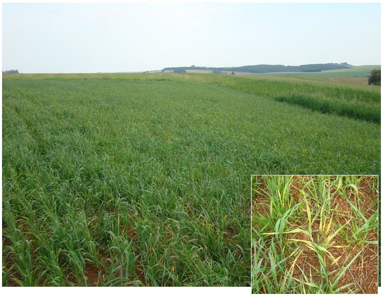 Figura 2 – Foto de campo com plantas de trigo com sintoma de mosaico comum. No canto inferior detalhe de uma planta com sintomas. Foto: Douglas Lau – Embrapa trigo