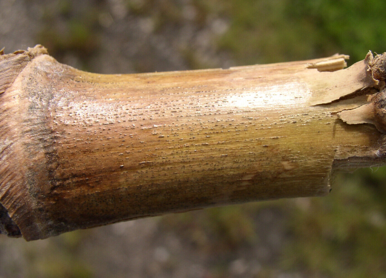Foto:&nbsp;Gary Munkvold - Bugwood
