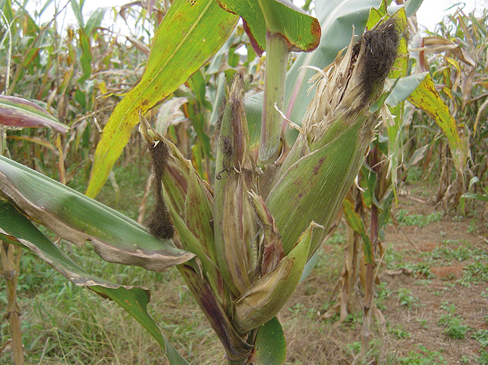 Proliferação de espigas em planta de milho com sintomas de enfezamento