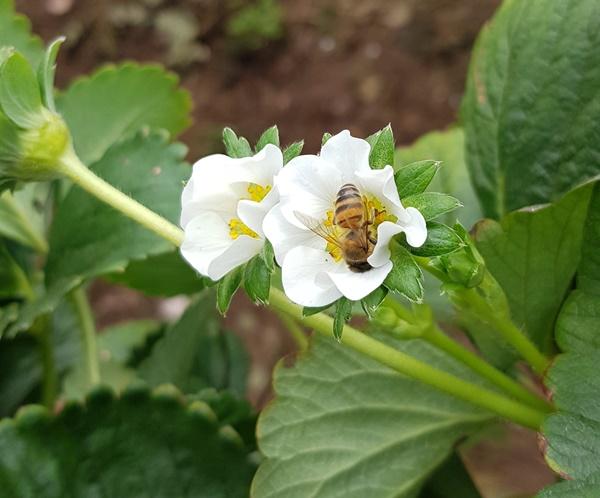 Movimento Colmeia Viva contabiliza ganho na relação entre agricultura e apicultura