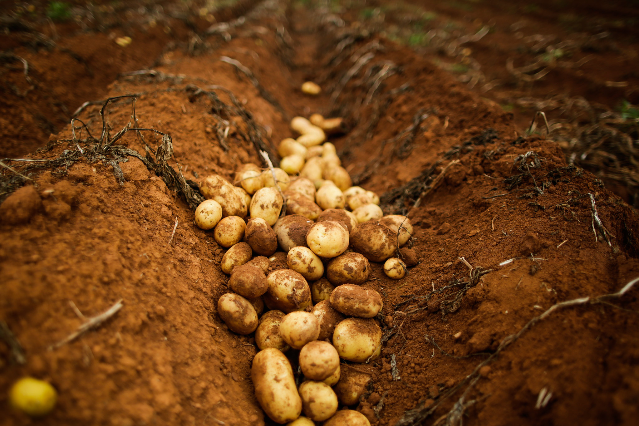 Uma das culturas que responde com grande produtividade à aplicação de Magnésio é a batata. / Foto Wenderson Nunes