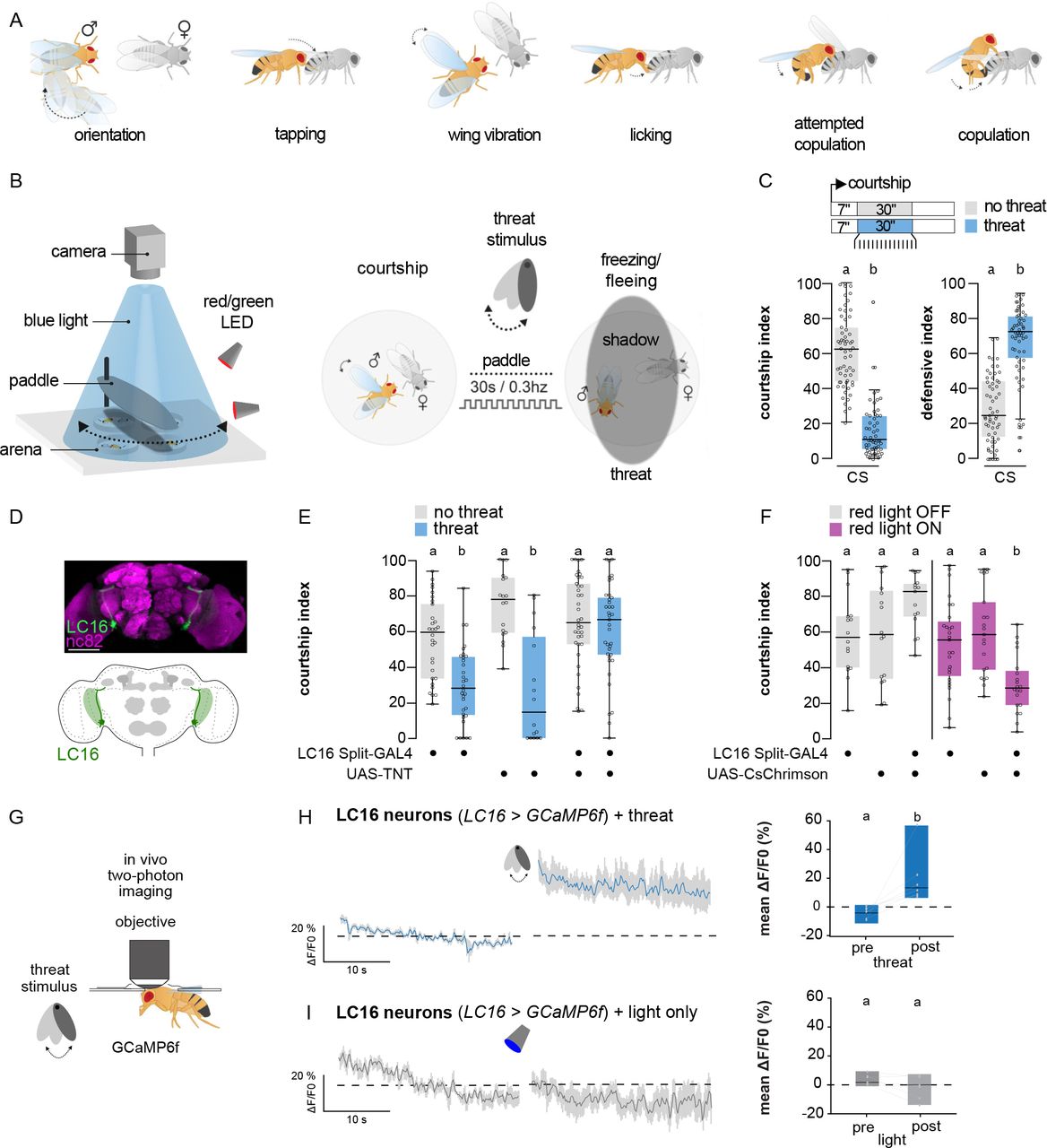 O cortejo é interrompido por ameaças visuais predatórias em moscas machos por meio de neurônios LC16. <b>(A)</b> Esquema do ritual de namoro de <i>Drosophila</i>. <b>(B)</b> Esquema do paradigma de seleção de ação: Um macho ingênuo cortejando uma fêmea virgem imóvel por pelo menos 7 s é exposto a uma ameaça visual criada pela passagem repetida de um objeto que projeta uma sombra aérea a 0,3 Hz por 30 s. Em resposta à ameaça visual, os machos interrompem o namoro e exibem comportamentos defensivos (por exemplo, congelando e escapando). <b>(C)</b> Comportamentos de namoro e defensivos de machos Canton S (CS) selvagens de 5 a 7 dias de idade na ausência ou presença da ameaça visual (n = 59 para ambos). As moscas de controle e experimentais foram avaliadas 7 s após começarem o namoro (Fig. 1c painel superior). Os índices de namoro e defensivos foram calculados como o tempo que o macho gastou exibindo um determinado comportamento x 100 / duração da entrega da ameaça (30 s). <b>(D)</b> Painel superior: UAS-mCD8-GFP (verde) expresso sob o controle de LC16 Split-GAL4 no cérebro adulto; contracoloração do neuropilo com anti-nC82 (roxo). Barra de escala: 50 μm. Painel inferior: Esquema da morfologia dos neurônios colunares (LC) da lóbula LC16. Os somatas estão localizados perto da ponta ventral da lóbula do lobo óptico e projetam seus dendritos e axônios dentro do neuropilo da lóbula e dos glomérulos PVLP dentro do cérebro central. <b>(E)</b> Índice de cortejo de machos nos quais os neurônios LC16 foram silenciados com cadeia leve da toxina do tétano (TNT), bem como controles genéticos, na ausência (gráficos cinza, n=18-38) ou presença da ameaça (gráficos azuis, n=16-37). <b>(F)</b> Índice de cortejo após ativação artificial de neurônios LC16 sob luz de 660 nm usando CsChrimson na ausência da ameaça (luz nred DESLIGADA=15-16; luz nred LIGADA=20-27) e controles genéticos e de luz. <b>(G)</b> Esquema da configuração de imagem funcional de dois fótons com entrega de ameaça. O macho é amarrado a uma câmara de imagem que permite o acesso da objetiva ao cérebro, mas deixando os olhos funcionais. Uma pá motorizada e uma fonte de luz são instaladas abaixo da câmara de imagem, direcionando uma sombra móvel na frente da cabeça da mosca, mantendo os mesmos parâmetros usados durante o ensaio de ameaça comportamental (0,3 Hz por 30 s). <b>(H)</b> Traço de intensidade de fluorescência (ΔF/F0) ao longo do tempo de moscas machos expressando GCaMP6f em neurônios LC16 antes e depois de 30 s de exposição à ameaça sob o microscópio. Direita: Quantificação da média ΔF/F0 comparando as janelas de tempo de 30 s pré e pós (n=7). <b>(I)</b> Traço de intensidade de fluorescência (ΔF/F0) ao longo do tempo de moscas machos expressando GCaMP6f em neurônios LC16 pré e pós 30 s de exposição à luz sem ameaça sob o microscópio. Direita: Quantificação da média ΔF/F0 comparando as janelas de tempo de 30 s pré e pós (n=6)