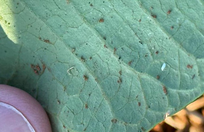 Agrodefesa monitora mosca-branca em lavouras em Goiás