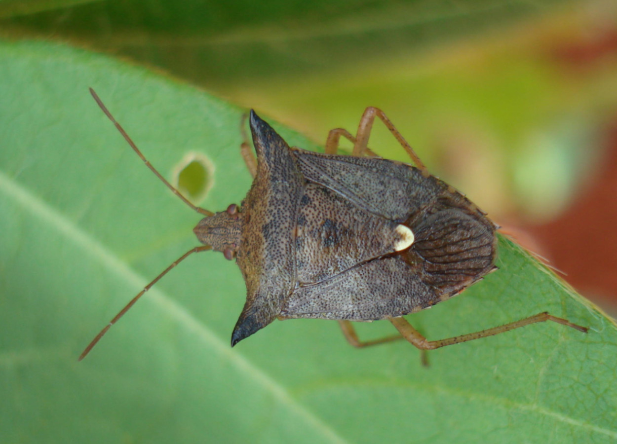Foto:&nbsp;Claudio Bezerra Melo