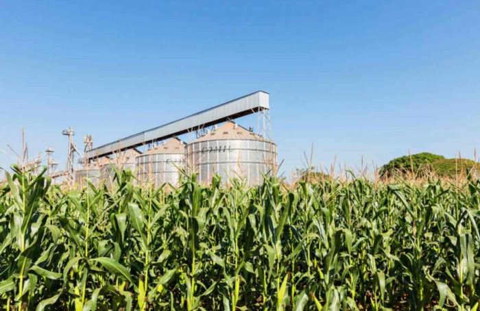 Clima desafia agricultores do Paraná na segunda safra de milho