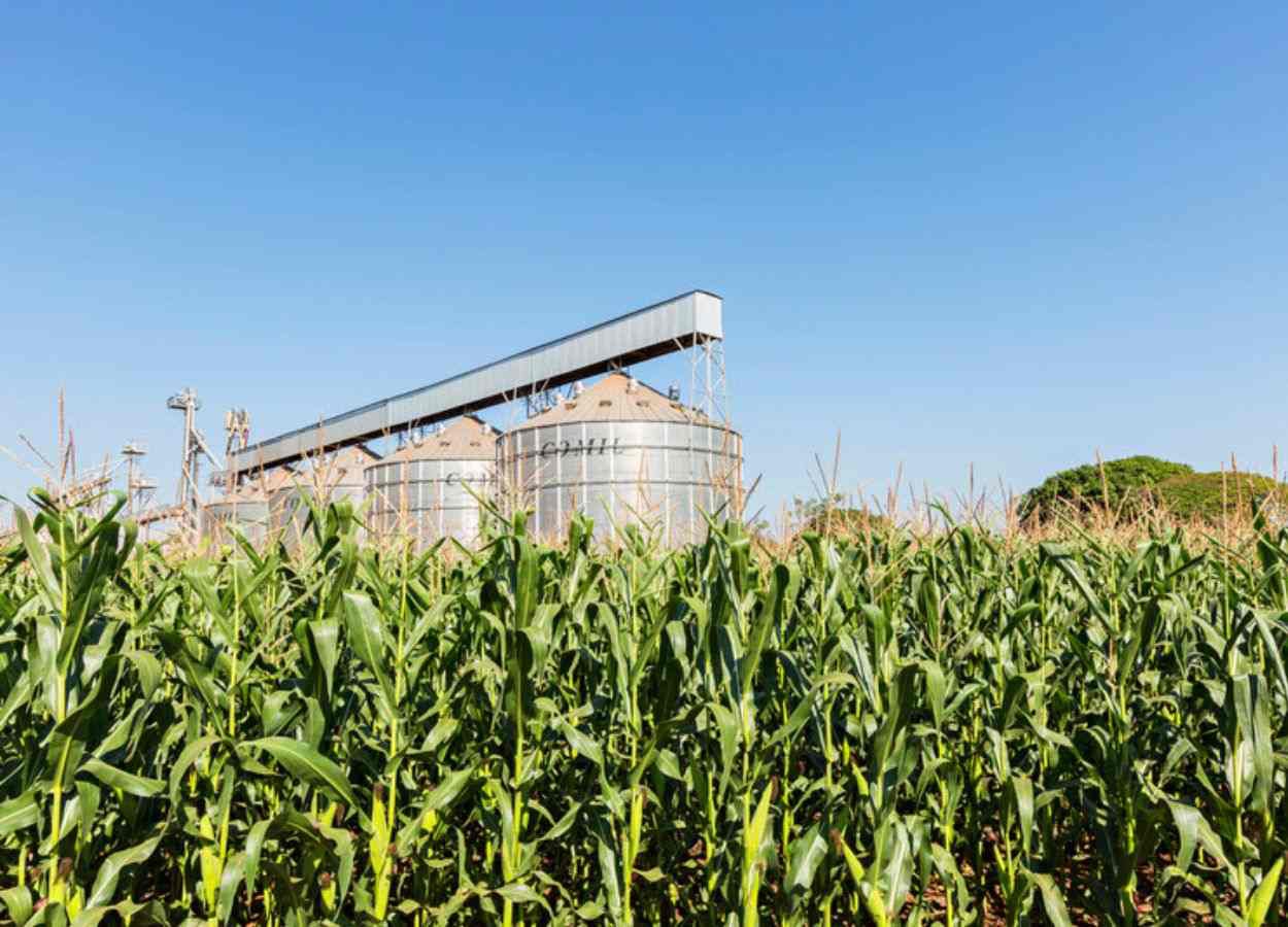 Clima desafia agricultores do Paraná na segunda safra de milho