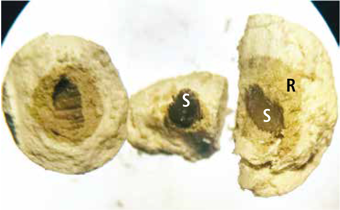 Corte de semente de alface peletizada - Semente (S), material de revestimento (R).