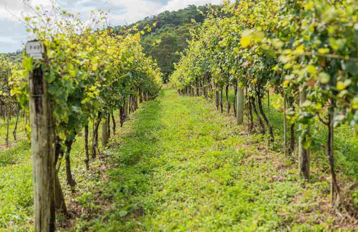 Cooperativa reforça orientações a produtores para Super El Niño