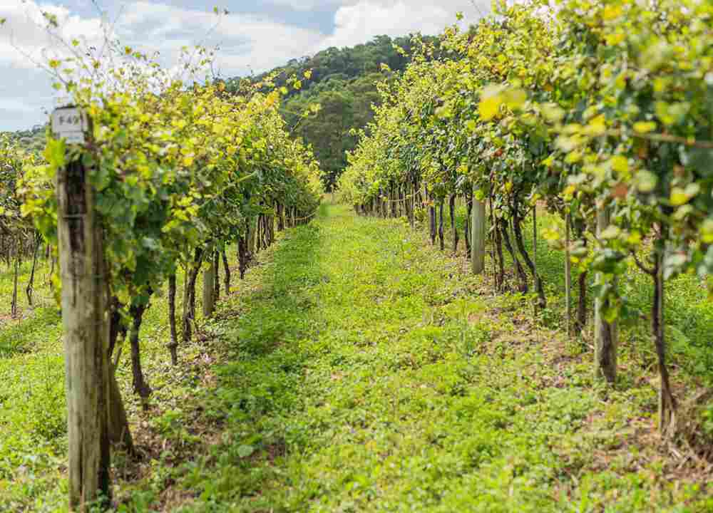 Cooperativa reforça orientações a produtores para Super El Niño