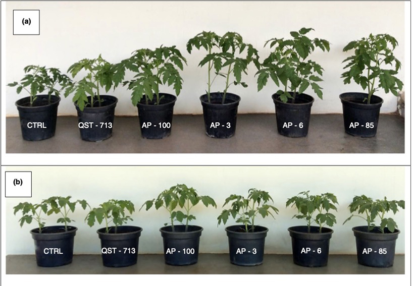 Panorama do controle do Stress Salino (na foto acima) -  (a) as plantas que não foram submetidas ao estresse e no (b) as que foram submetidas