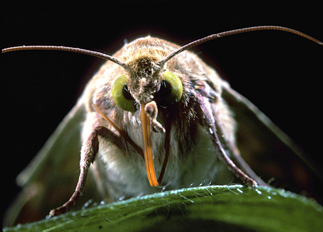 Foto: Tim McCabe / USDA