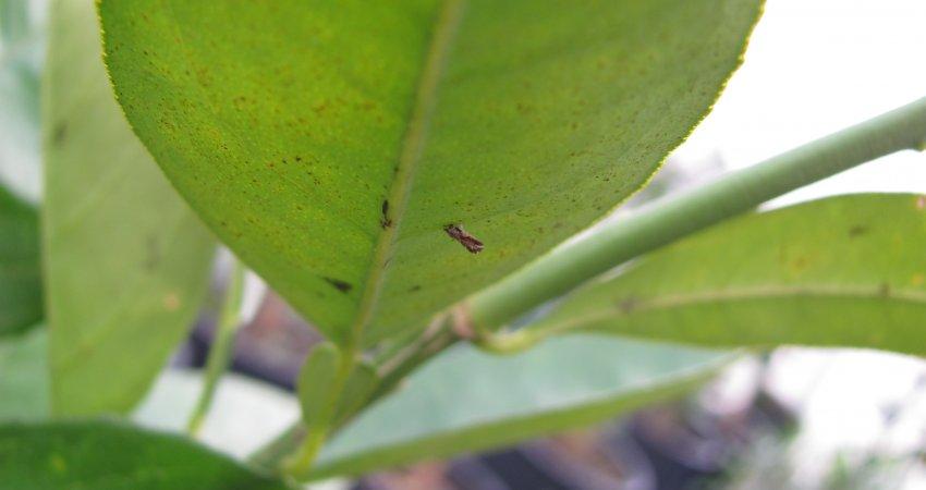 Apesar de registrar queda do greening, região de Matão é uma das mais afetadas pela doença em SP e MG
