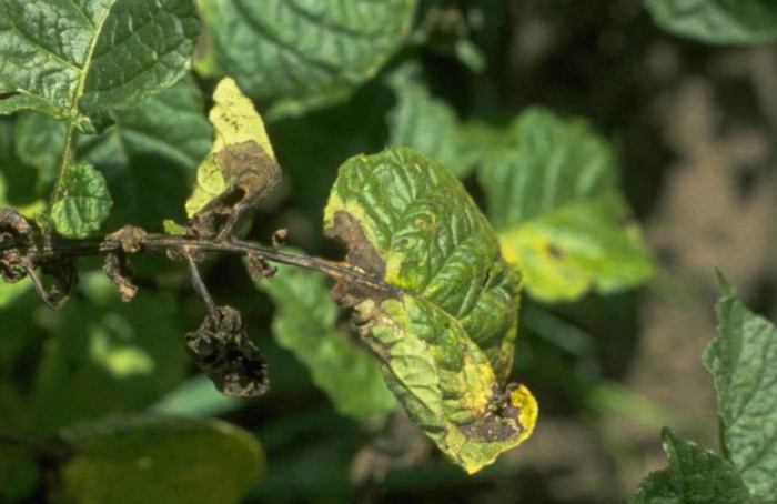 Phytophthora infestans adquire resistência reversível