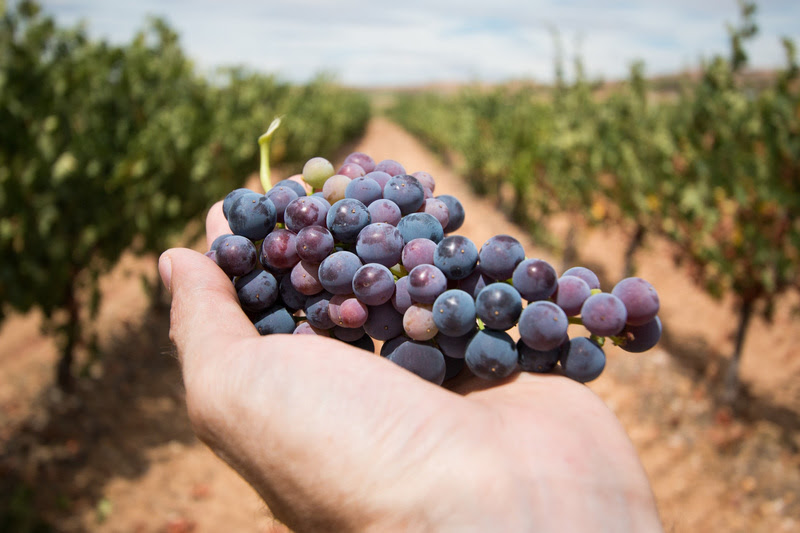 Exportações de uva para os EUA podem ser limitadas por falta de auditores agropecuários
