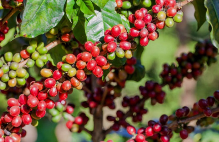VBP da agropecuária mineira deve chegar a R$ 168,6 bi em 2025