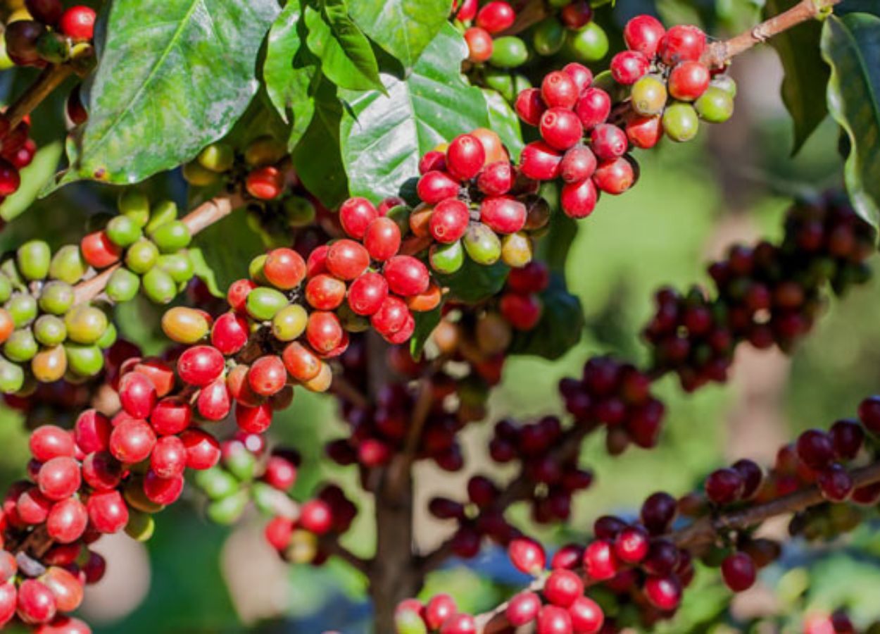 VBP da agropecuária mineira deve chegar a R$ 168,6 bi em 2025