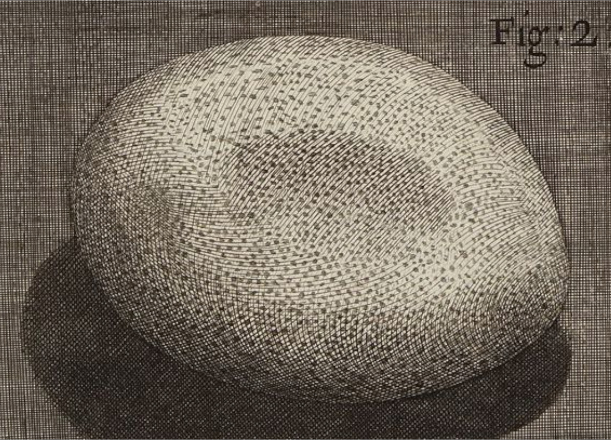 Imagem: Robert Hooke / Public Domain