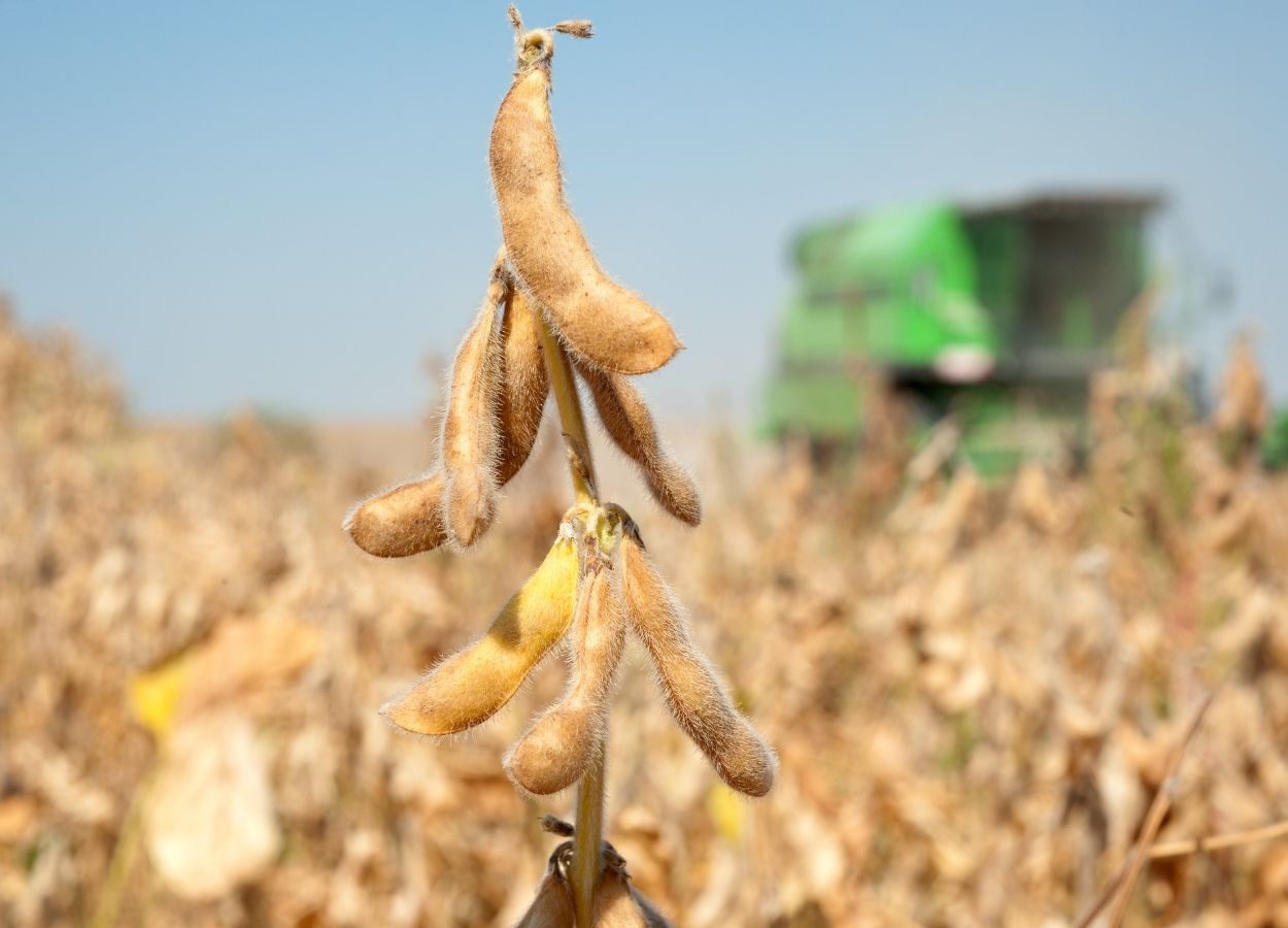 US tariffs increase grain market volatility