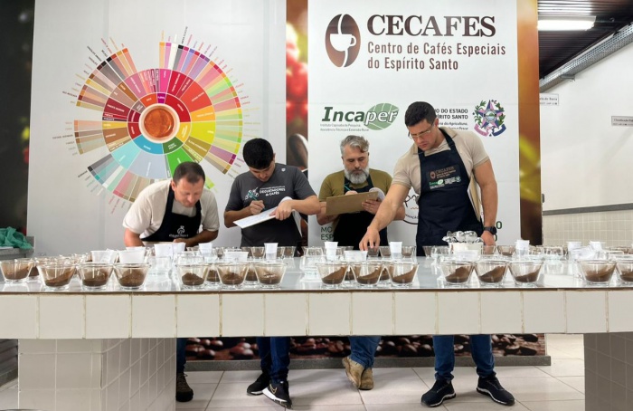 Pesquisa identifica os melhores clones de café para produção em Mato Grosso