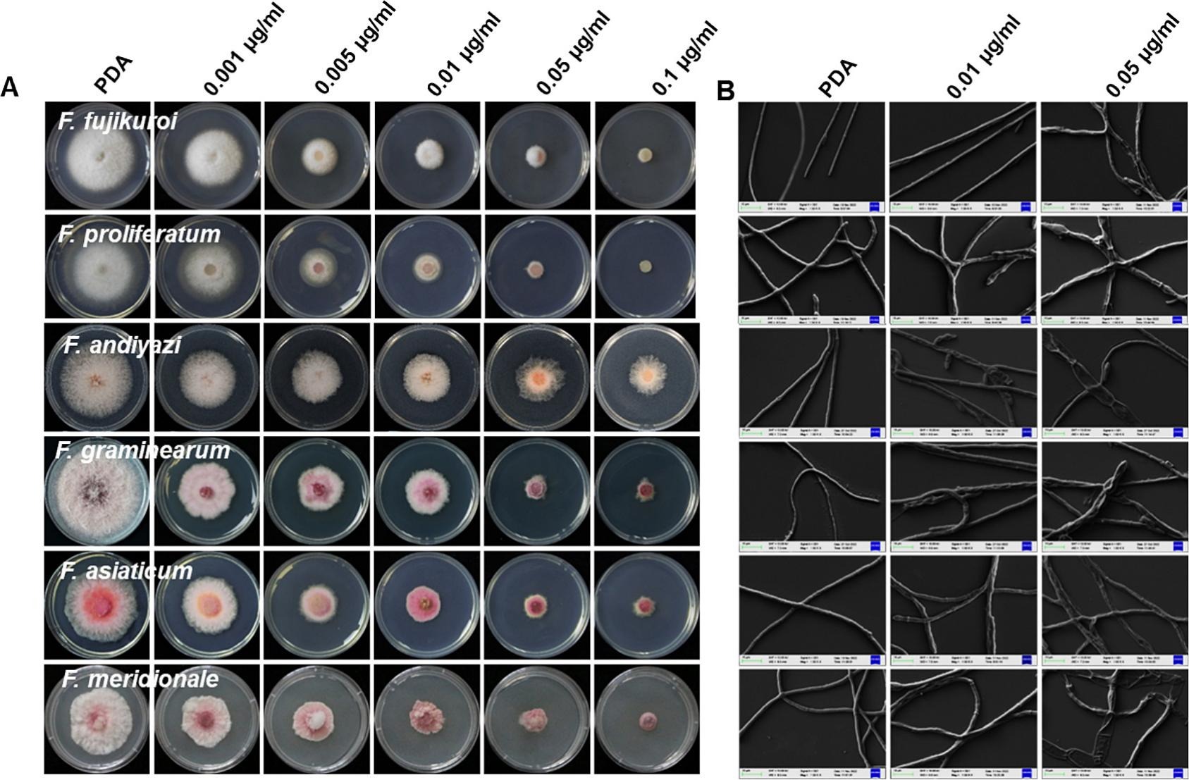 O metconazol inibiu o crescimento micelial de seis linhagens de <i>Fusarium</i> do arroz: <b>(A)</b> morfologia da colônia de linhagens de <i>F. fujikuroi</i>, <i>F. proliferatum</i> e <i>F. andiyazi</i> dentro de FFSC, linhagens de <i>F. graminearum</i>, <i>F. asiaticum</i> e <i>F. meridionale</i> dentro de FSAMSC cultivadas em placas de PDA alteradas com metconazol em diferentes concentrações 4 dias após a inoculação; <b>(B)</b> imagens SEM de estruturas hifais tratadas ou não com metconazol das seis linhagens de <i>Fusarium</i> do arroz nas concentrações indicadas na figura