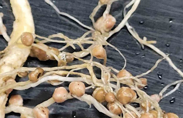 Genes de rizóbios abrem rota para fixação em novas bactérias