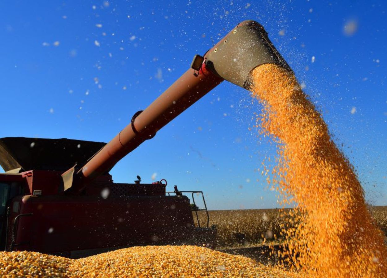 Seca em lavouras do país favorece mercado do milho em MT