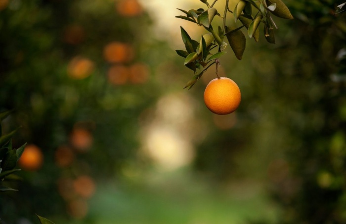 Safra de laranja deve cair 12,9% no cinturão citrícola