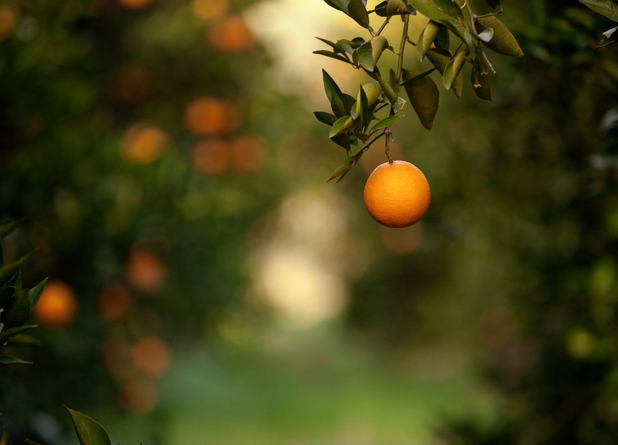 Safra de laranja deve cair 12,9% no cinturão citrícola