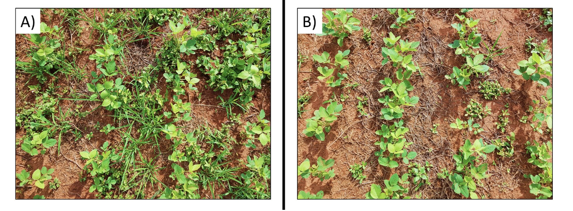 <b>Figura 2 -</b> aplicação de pré-emergente na pré-semeadura da soja. A) área sem aplicação de pré-emergente; B) área com aplicação de pré-emergente. - NAPD - UEM, Maringá – PR, 2019
