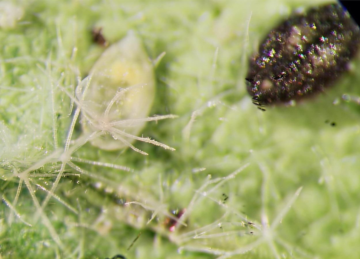 Ninfas de mosca-branca em uma folha; as ninfas pretas foram parasitadas e&nbsp;estão mortas