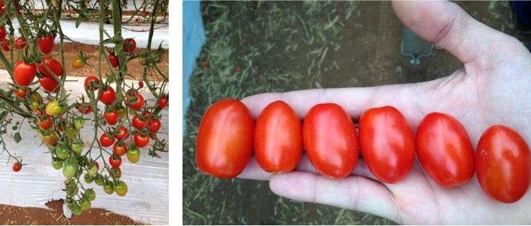 Tomate mais adocicado, ideal para petiscos, é destaque na Hortitec