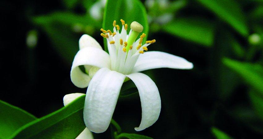 Sistema de previsão de podridão floral indica aplicações direcionadas e assertivas