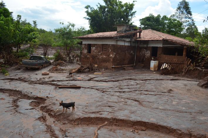 Mariana: produção agropecuária está comprometida nas áreas atingidas pela lama