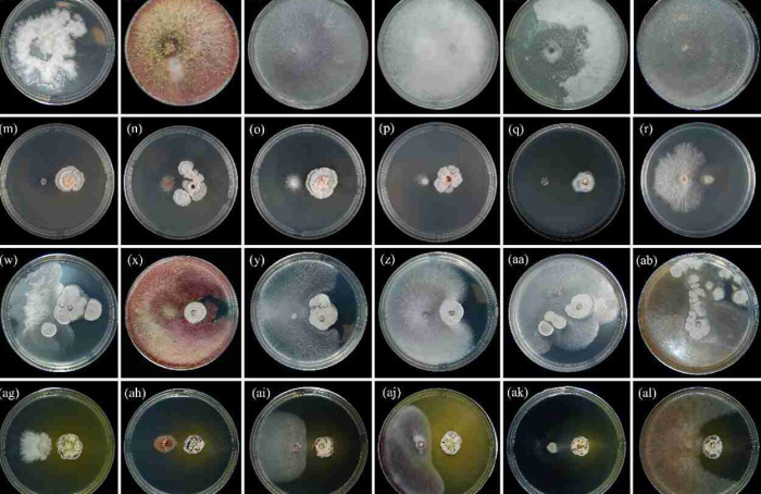 Streptomyces netropsis reduz fungos em trigo e tomate