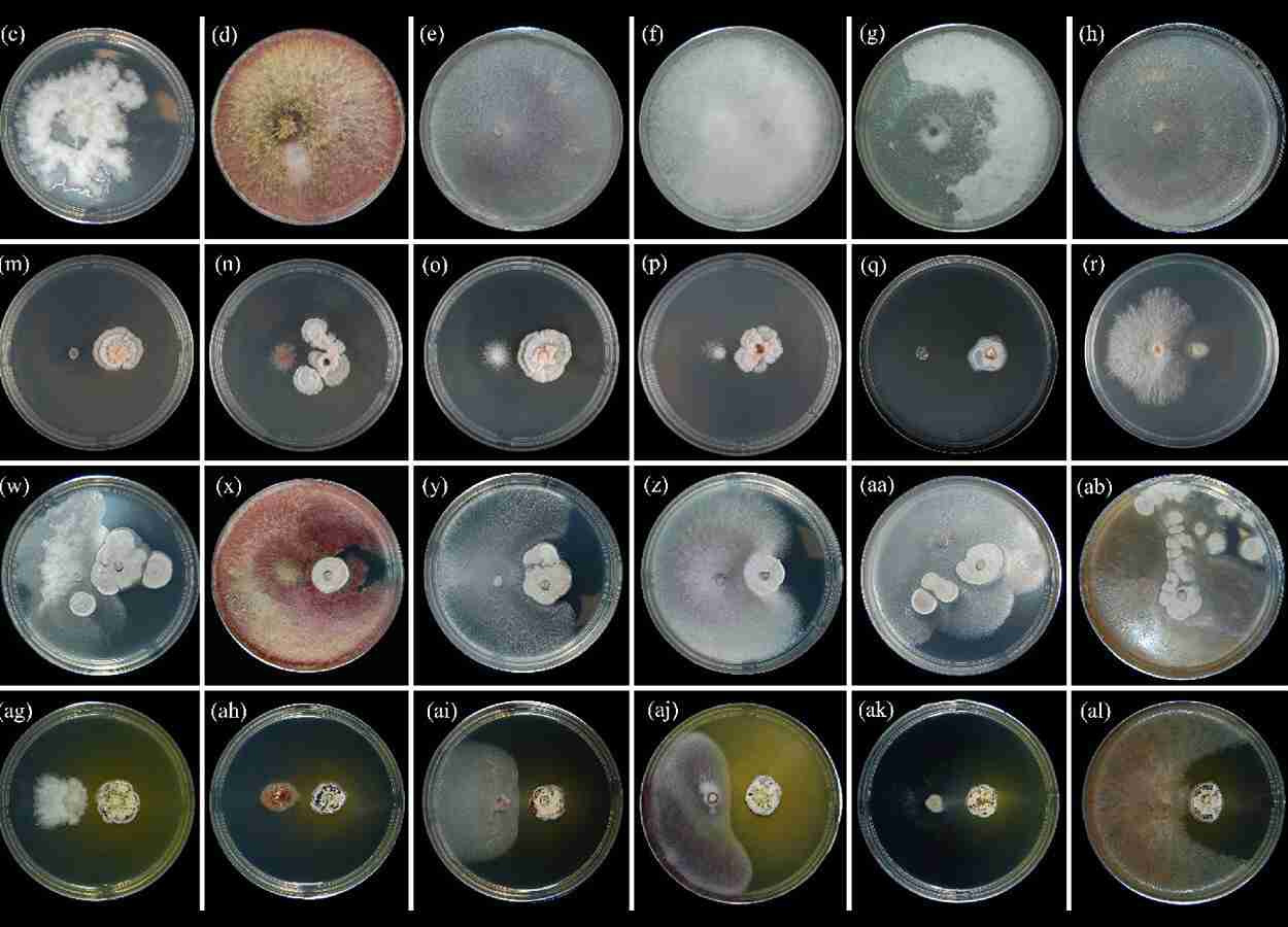 Streptomyces netropsis reduz fungos em trigo e tomate