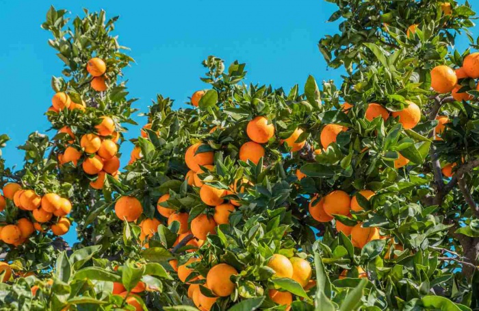 UPL Brasil leva inovação à Coopercitrus Expo