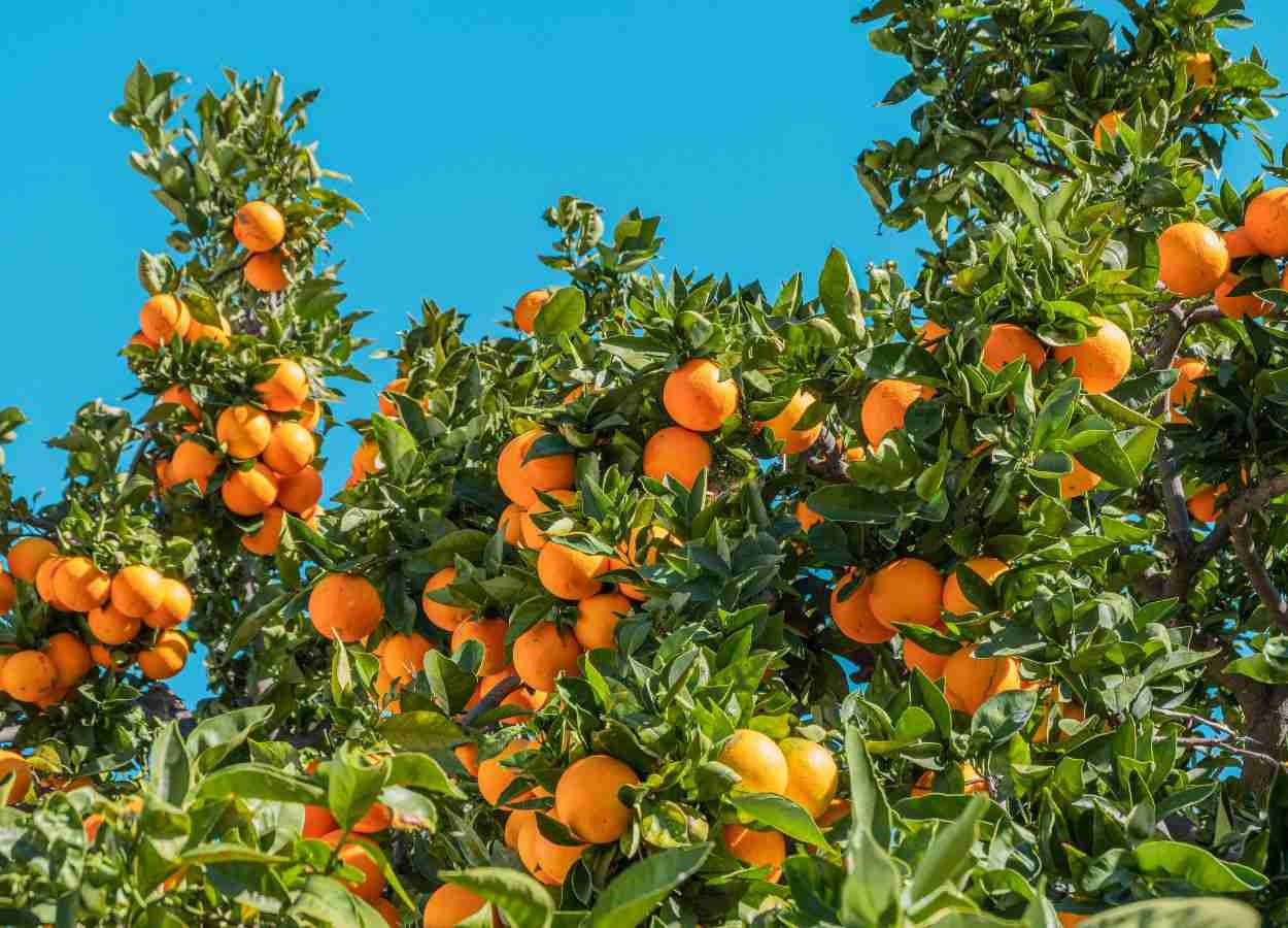 UPL Brasil leva inovação à Coopercitrus Expo
