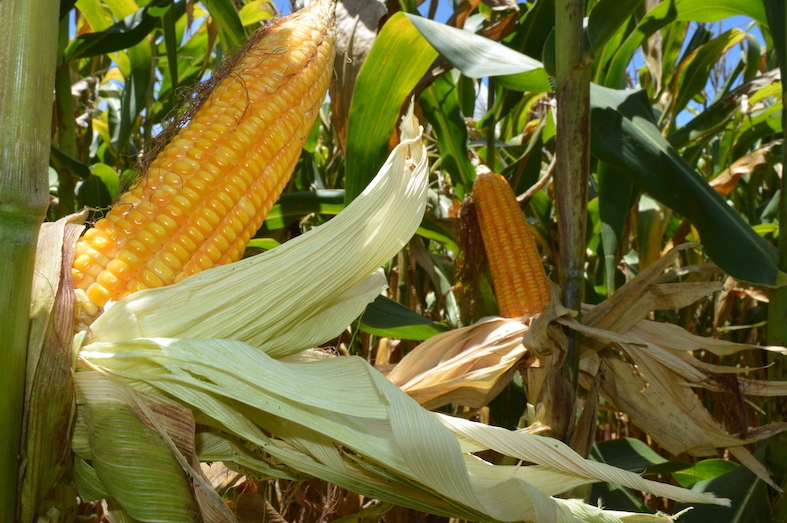 Bioinsumo pode reduzir em 25% da adubação nitrogenada de cobertura do milho