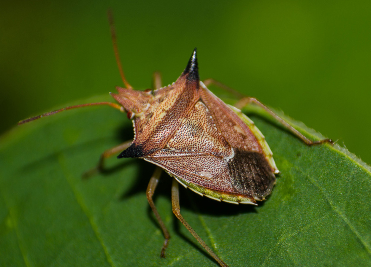 <i>Diceraeus melacanthus </i>- Foto Julia Siqueira