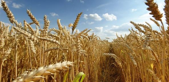 Clima seco e mercado em alta favorecem cenário para o trigo no Paraná