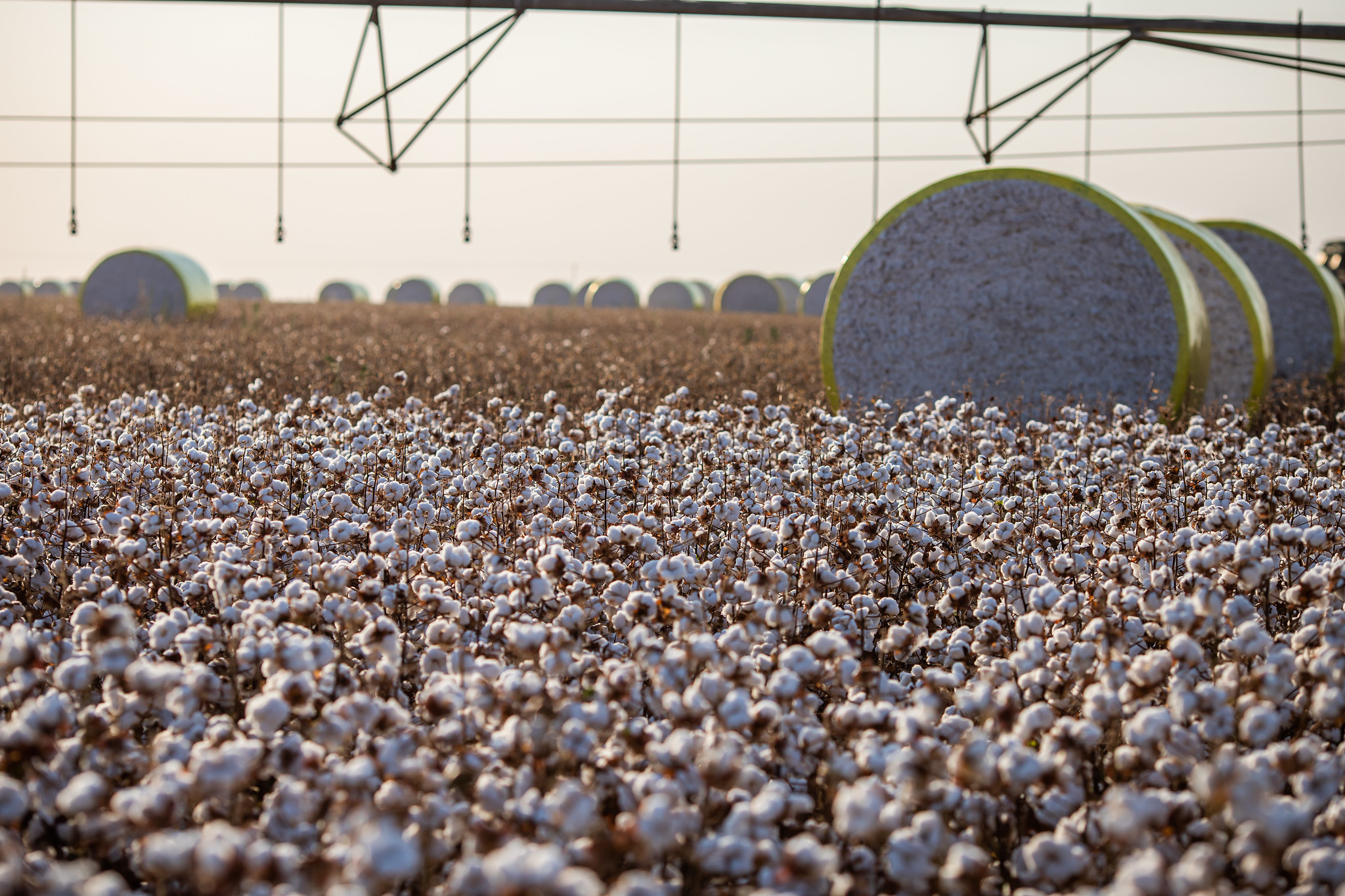 Goiás colhe 64% do algodão safra 2021-2022