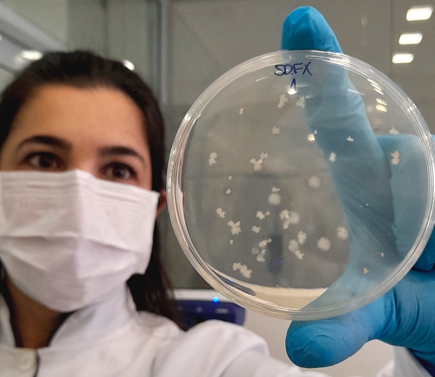 Api Bacilus Bacillus amyloliquefaciens é alternativa para controle de nematoides ...