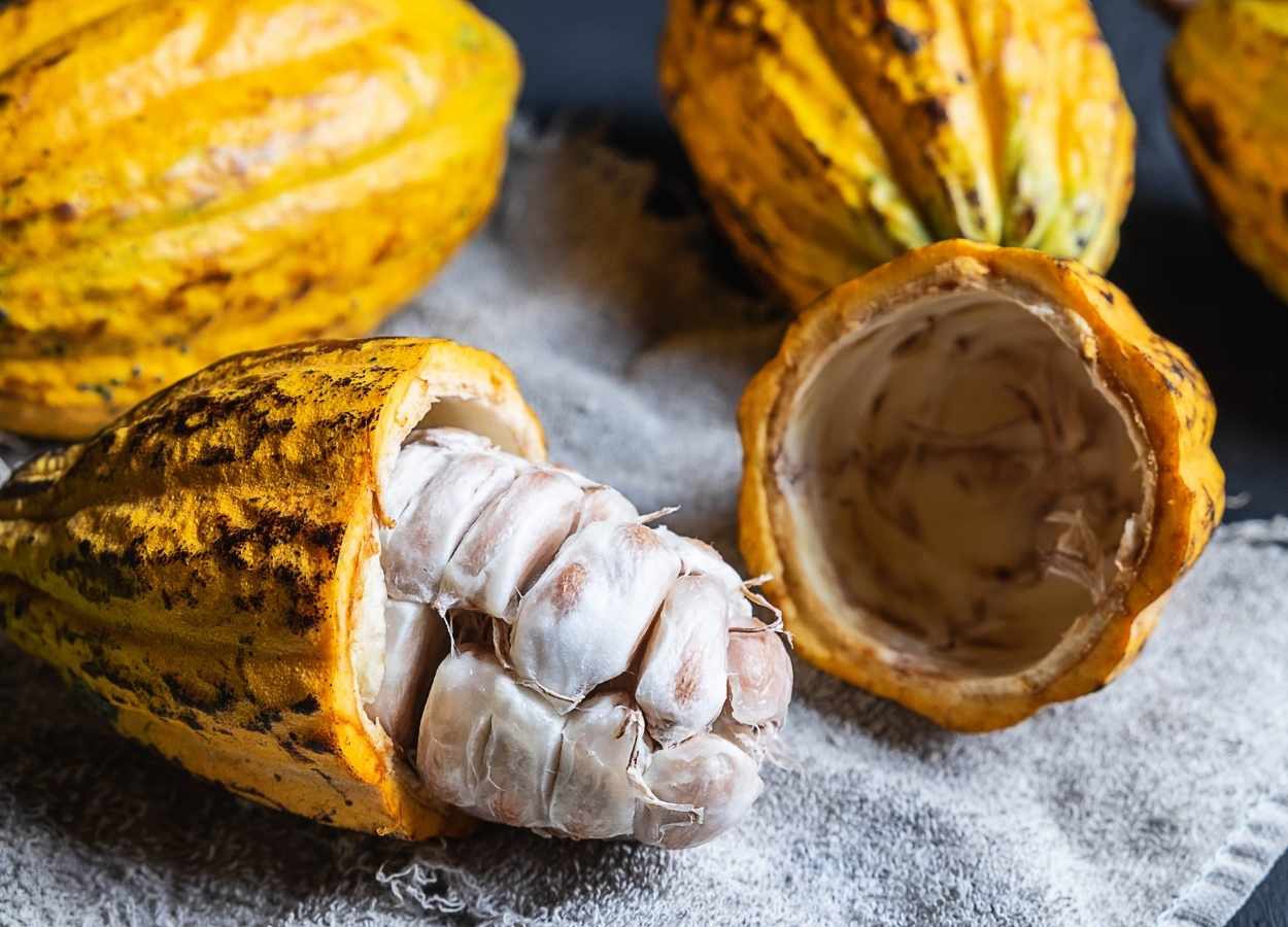 Produção de cacau segue estagnada no primeiro semestre de 2025