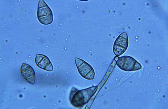 Bacillus stercoris inibe fungos em três culturas