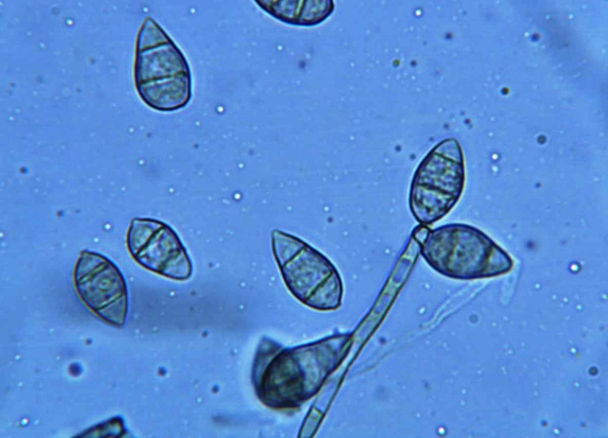 Bacillus stercoris inibe fungos em três culturas