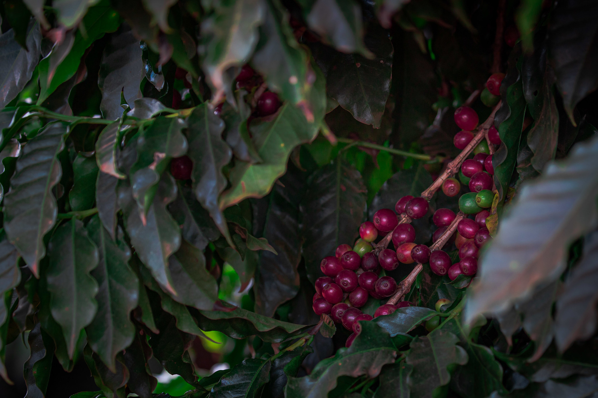 Produção de café robusta do Vietnã atinge 30 milhões de sacas que correspondem a 38,5% da safra mundial dessa espécie