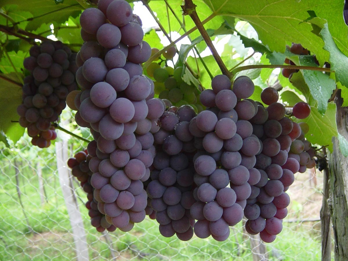 Produção de uva cresce 13,5% em Goiás na safra 2022