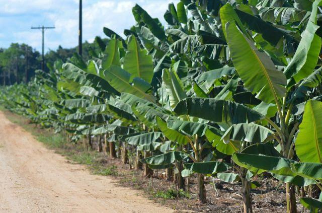Secretaria de Agricultura de SP desenvolve pesquisa para verificar necessidade da reforma dos bananais